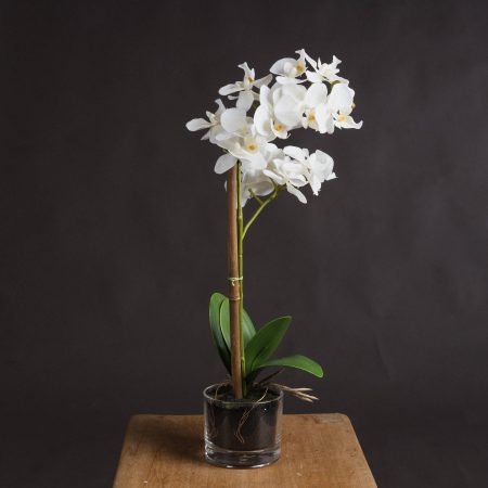 harmony-white-potted-orchid