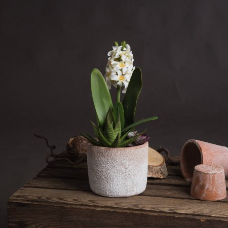 potted-white-hyacinth