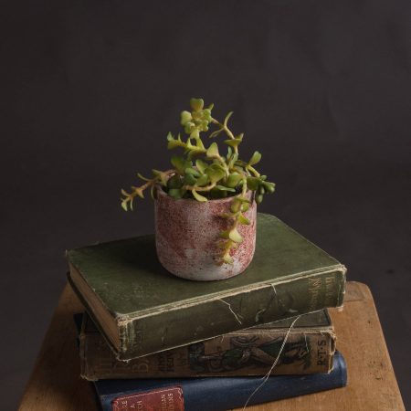 miniature-potted-succulent