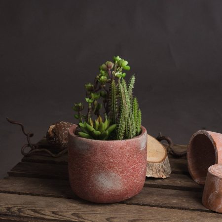 potted-cacti-and-succulent