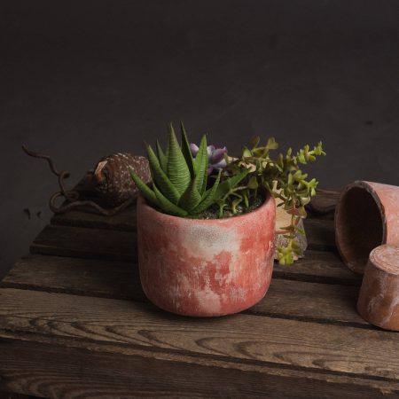 potted-succulent