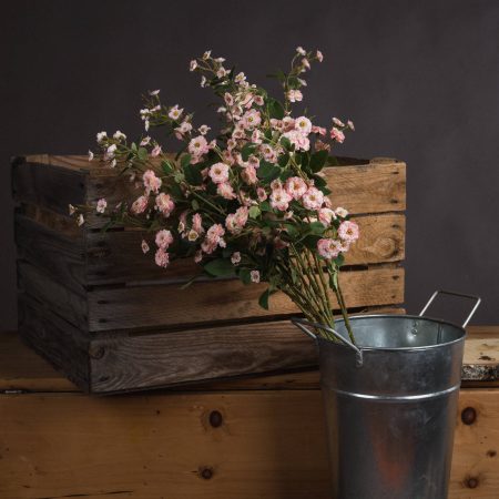 pink-wild-meadow-rose