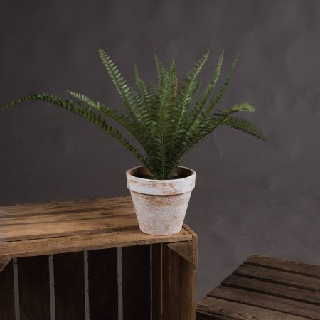 potted-fern