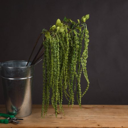 green-amaranthus