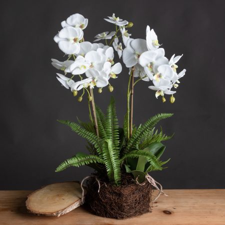 large-white-orchid-and-fern-garden-in-rootball