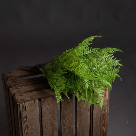 green-fern-bunch