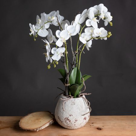 white-orchid-in-stone-pot