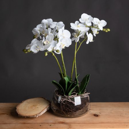 white-orchid-in-glass-pot