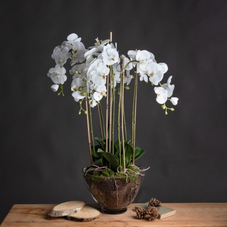 large-white-orchid-in-glass-pot