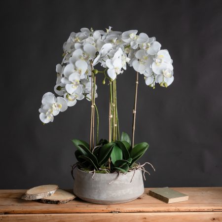 large-white-orchid-in-stone-pot