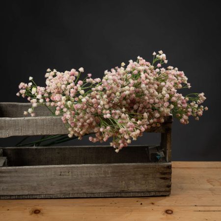 pink-babys-breath-gypsophilia