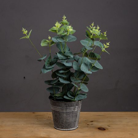 eucalyptus-in-tin-pot