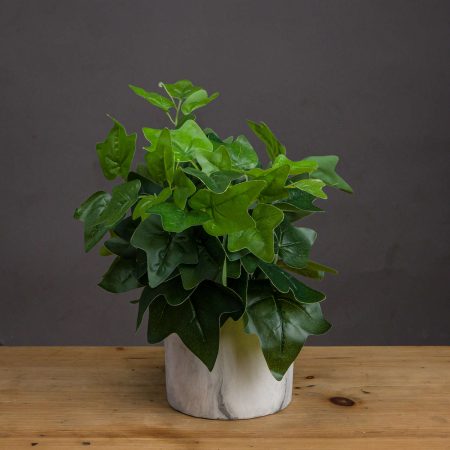 potted-ivy-house-plant