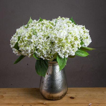 white-lace-cap-hydrangea