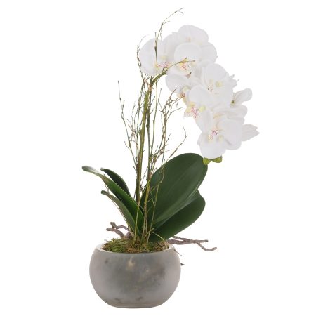 small-glass-potted-orchid-with-roots