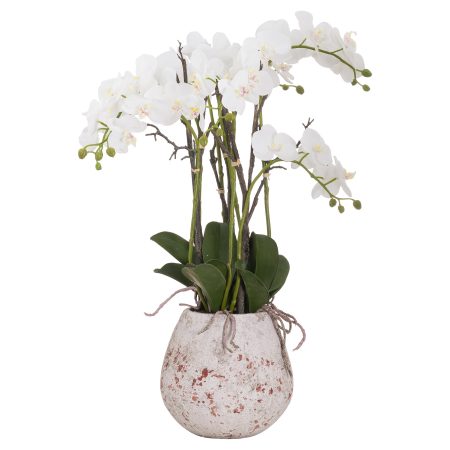 large-stone-potted-orchid-with-roots