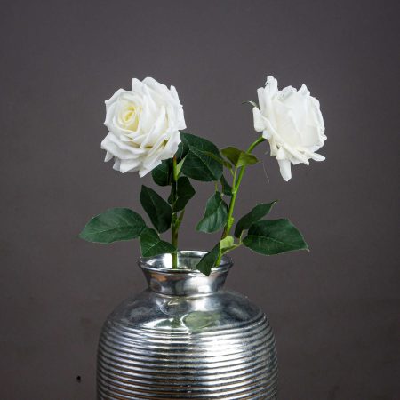 large-white-garden-rose