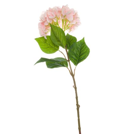 single-pink-hydrangea