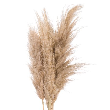 butter-pampas-grass