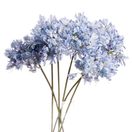 light-blue-large-headed-agapanthus