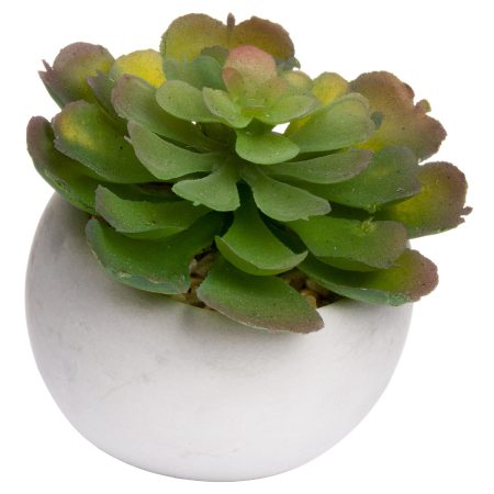 miniature-lola-succulent-in-cement-pot