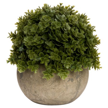 miniature-hebe-veronica-in-pot