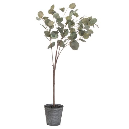 eucalyptus-tree-in-metallic-pot