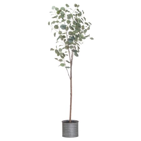 large-eucalyptus-tree-in-metallic-pot