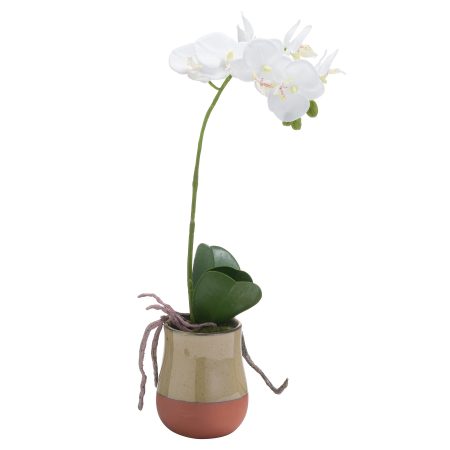 orchid-in-terracotta-glazed-pot