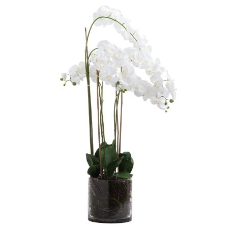 large-white-tall-orchid-in-glass-pot