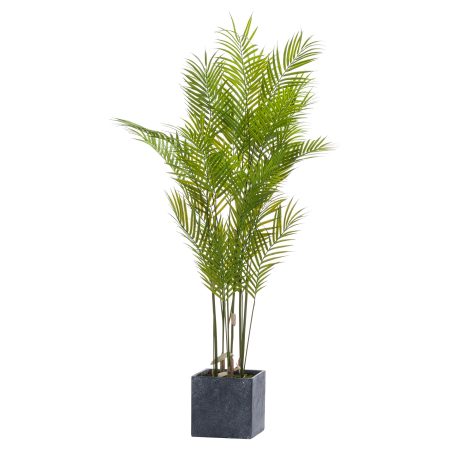 large-paradise-potted-palm