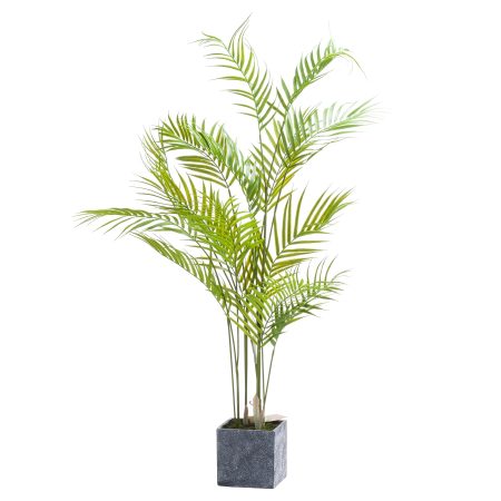 paradise-potted-palm