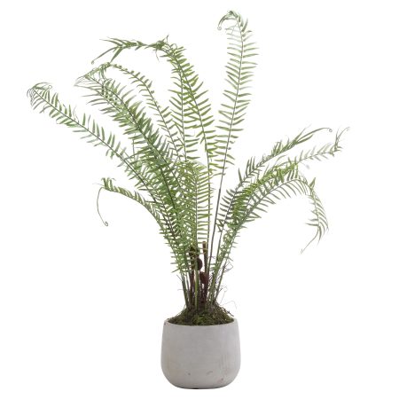 boston-large-potted-fern