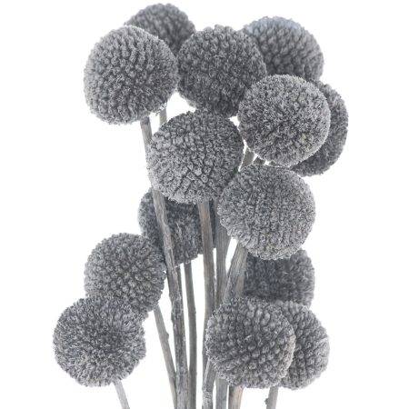 dried-grey-billy-ball-bunch-of-20