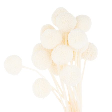 dried-white-billy-ball-bunch-of-20