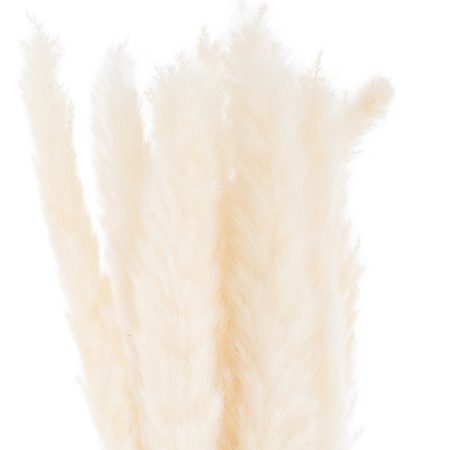 mini-white-pampas-grass-bunch-of-15