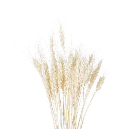 dried-white-wheat-bunch-of-20