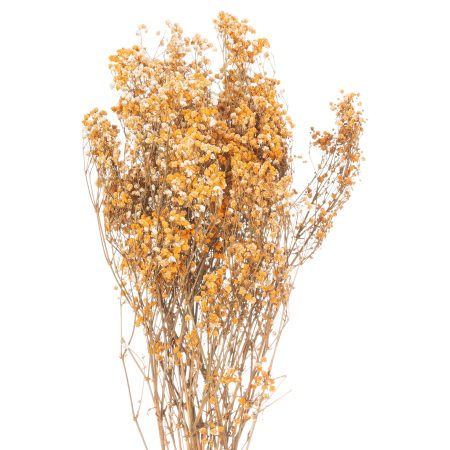 dried-orange-babys-breath-bunch