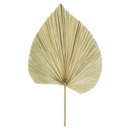 dried-natural-fan-palm