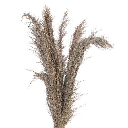 natural-pampas-grass-stem