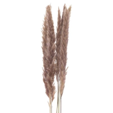 mini-natural-pampas-grass-bunch-of-15