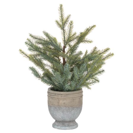 garda-pine-tree-in-stone-pot