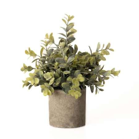 eucalyptus-plant-in-stone-effect-pot