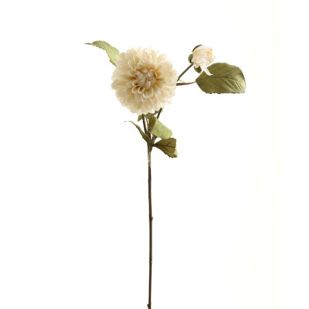 white-dahlia-stem