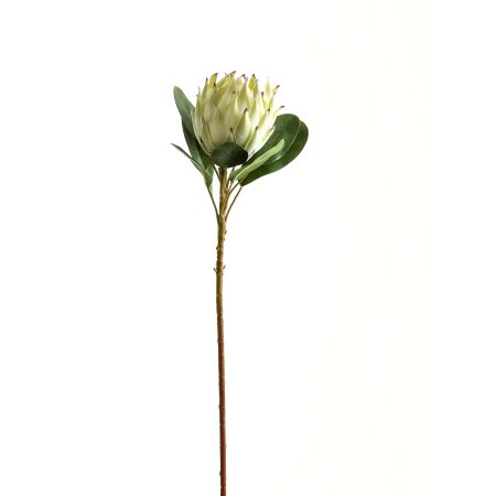 large-white-protea