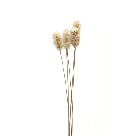 bouquet-of-dried-tall-thistle