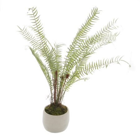 white-potted-boston-fern