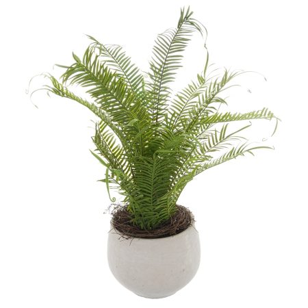 potted-large-boston-fern