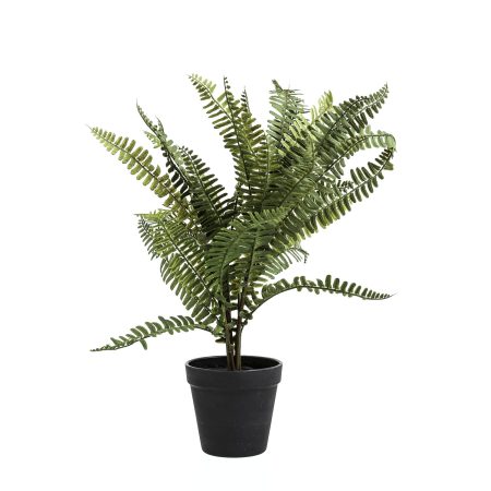 black-potted-fern