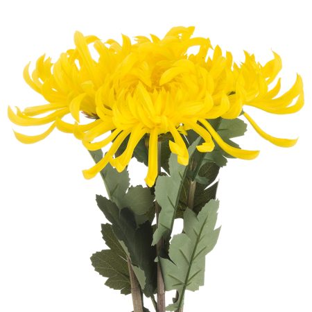 spider-chrysanthemum-yellow